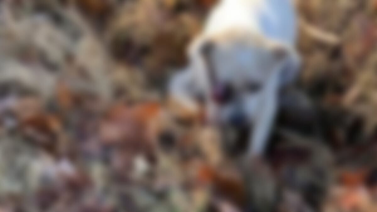 Dog allegedly beaten in Humboldt, Tennessee