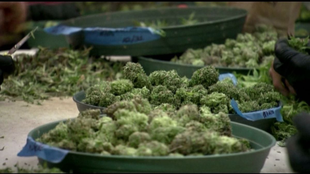Medical marijuana sales in Arkansas continue to remain positive, with the state surpassing $330...