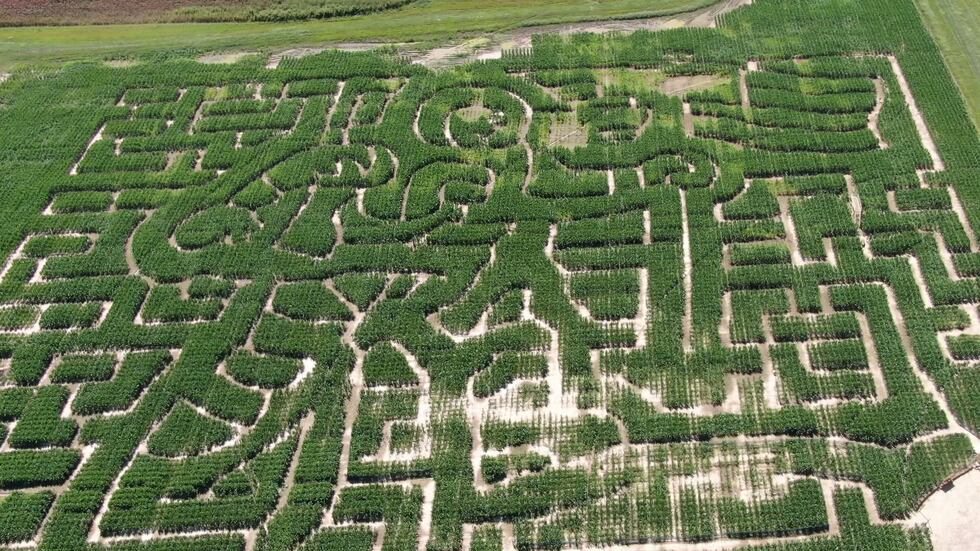 The 2023 design for the Mid-South Corn Maze: an astronaut planting an American flag.