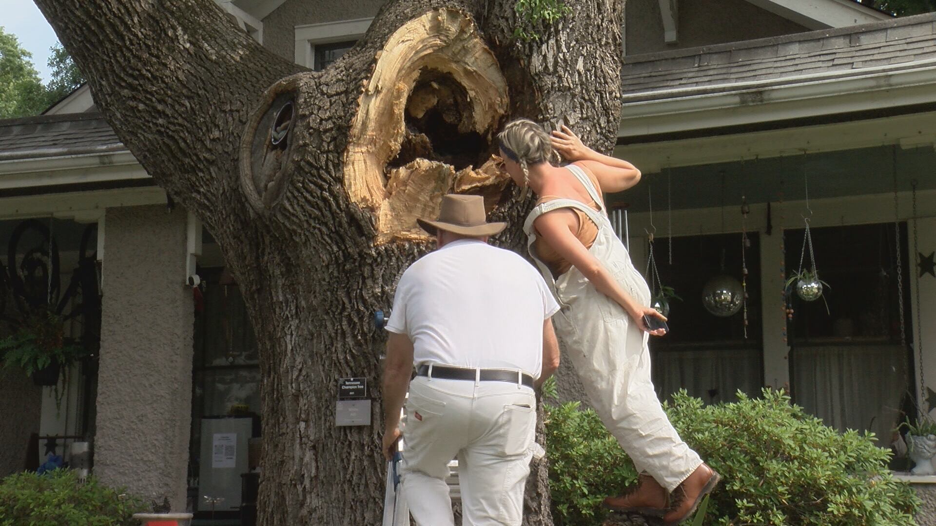 Beekeepers preserving the legacy of Tennessee's largest ash tree - Vimarsana News