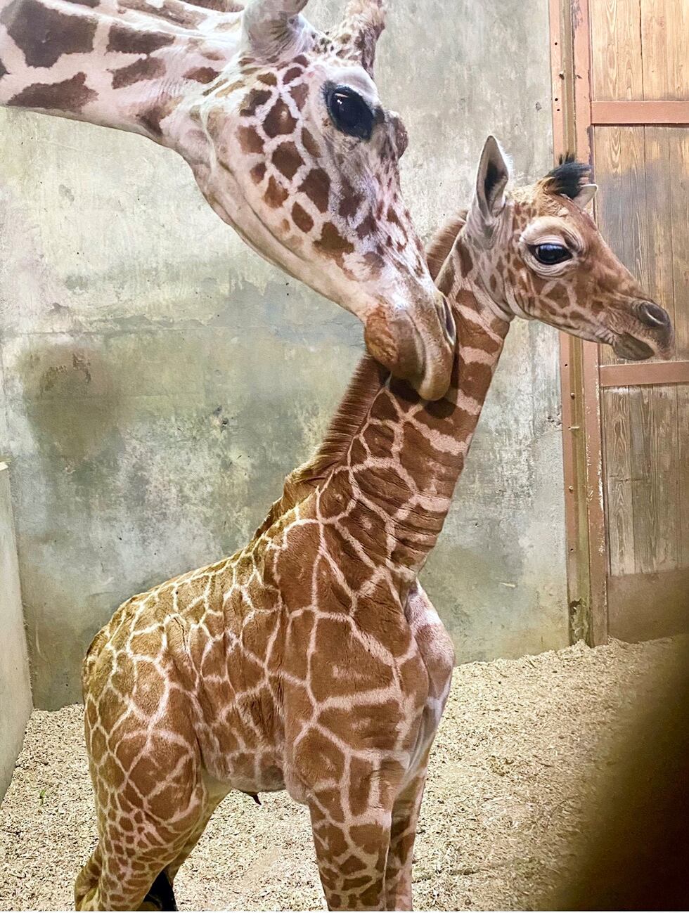 Memphis Zoo welcomes baby giraffe to join the herd