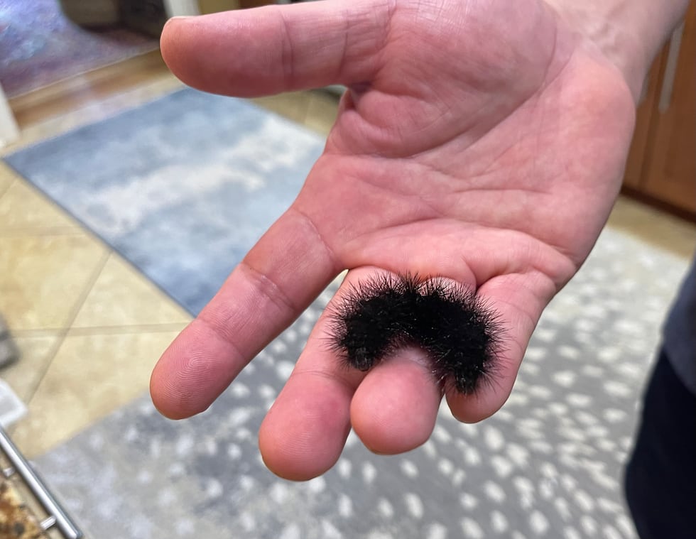 A Woolly Bear Caterpillar was spotted in the Mid-South. There's a folklore that states that...