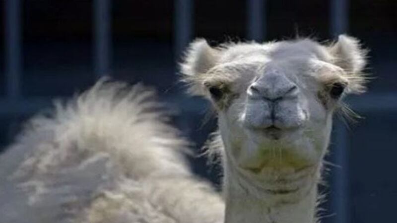 Caspar the camel has been living in the enclosure at the I-10 truck stop in Grosse Tete since...