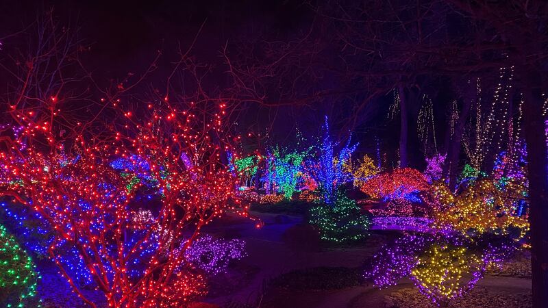 Holiday lights in garden