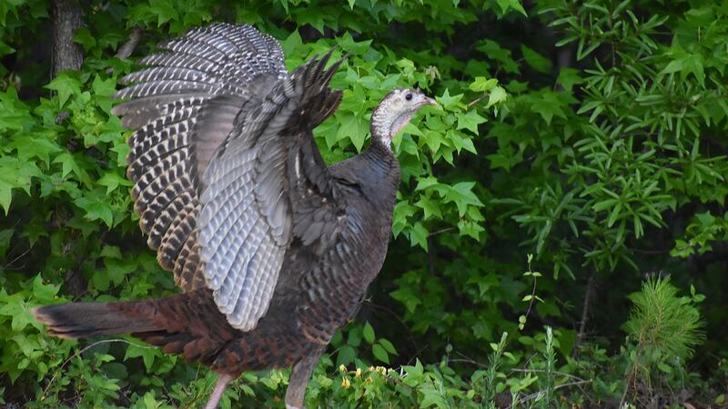 According to content partner Talk Business and Politics, Arkansas ranked third in turkey...