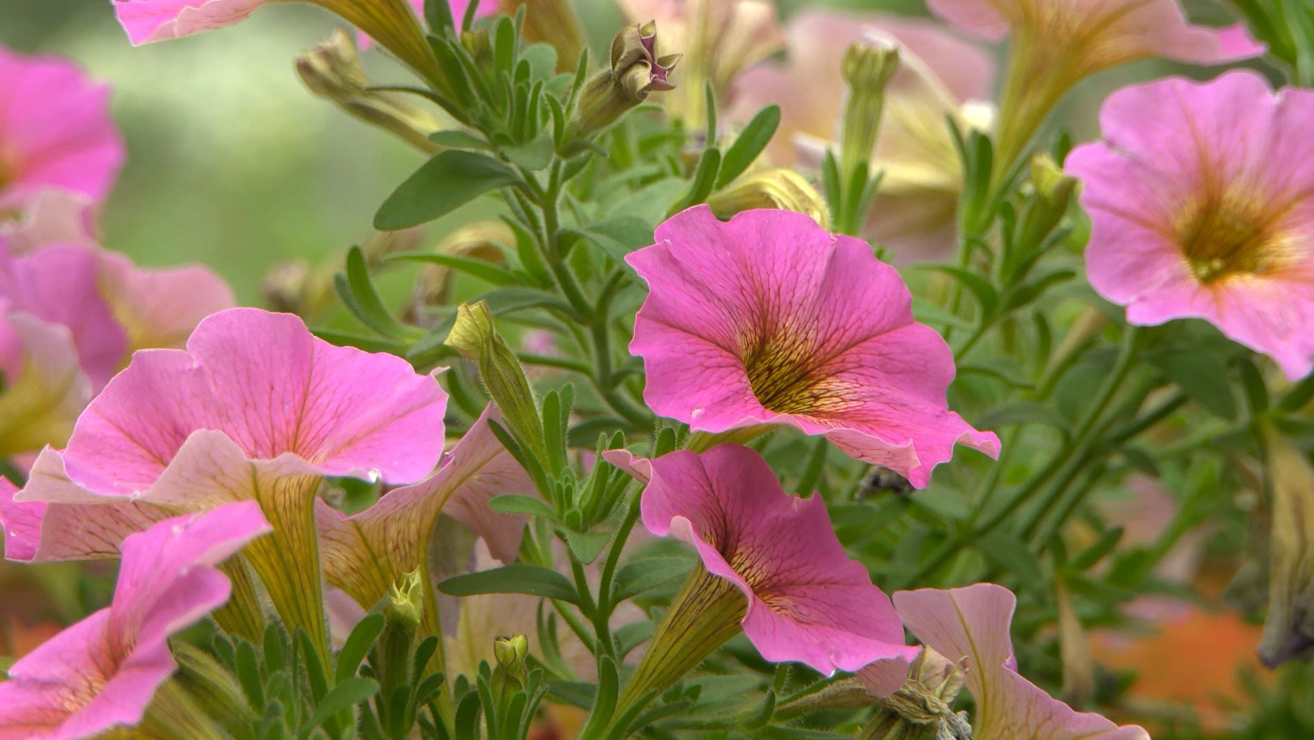 Cooper Young hosts 'Garden Walk' for community - Vimarsana News