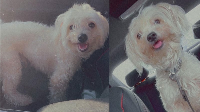 The dog has been missing since Monday.